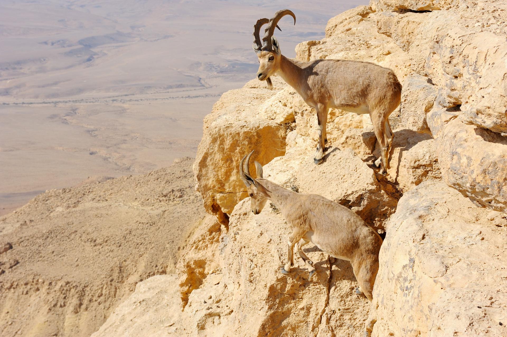 בוטיקו תיירות